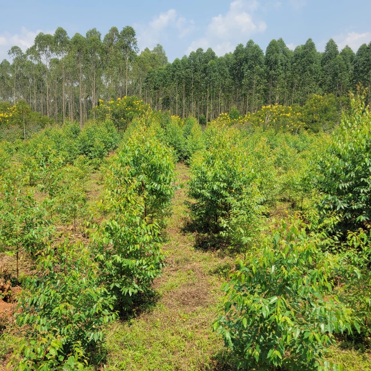 Agroforestry farming