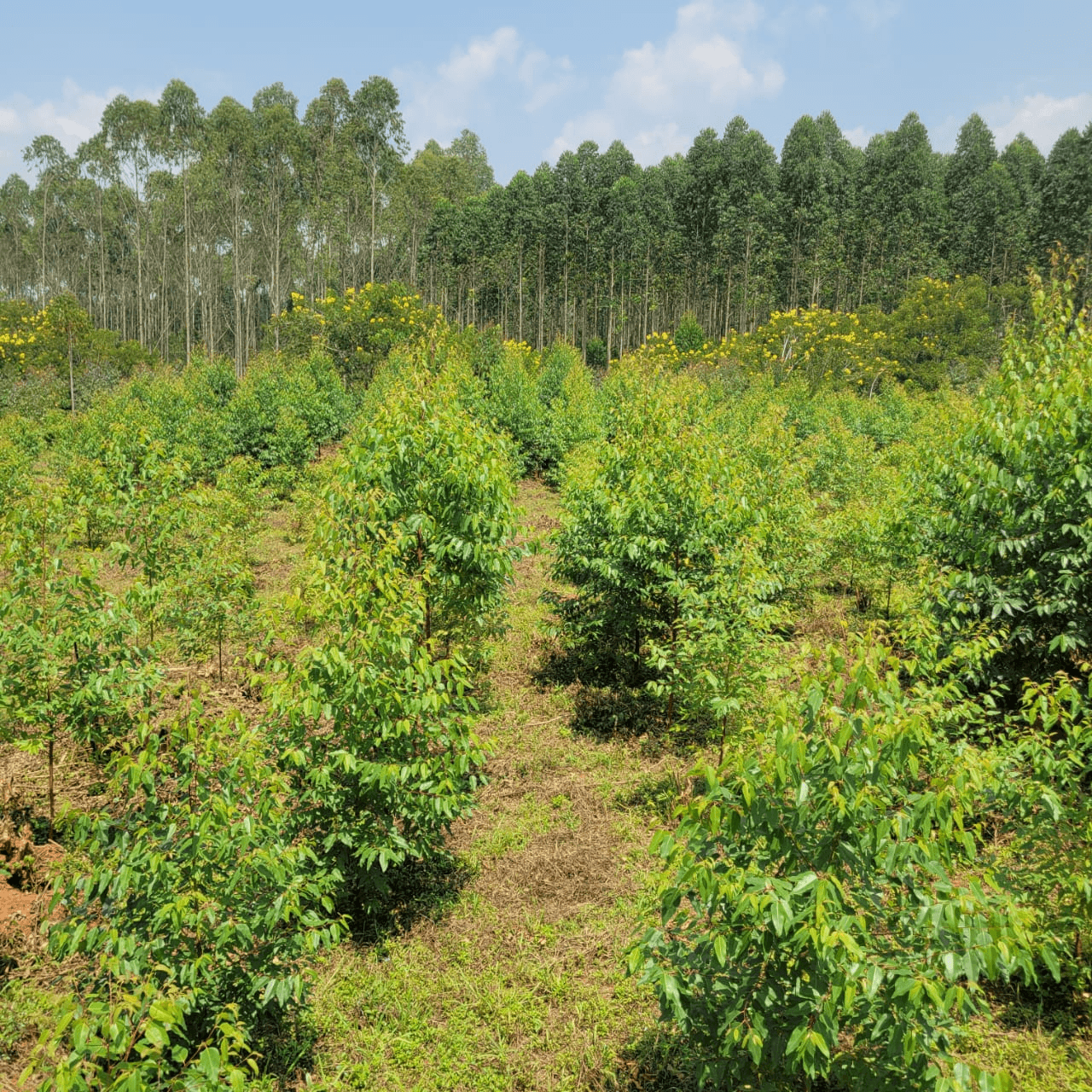 Agroforestry farming
